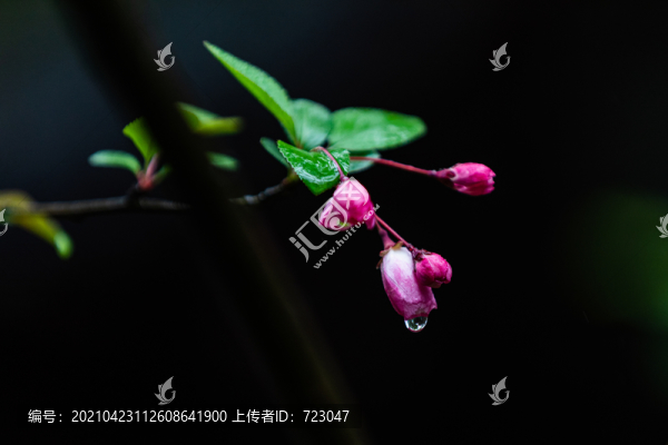 海棠花