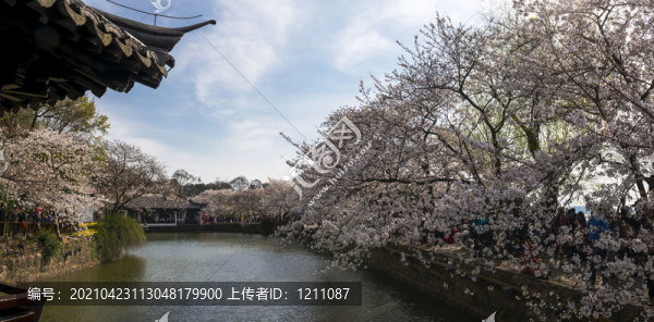 黿頭渚櫻花