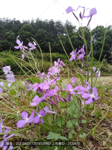 諸葛菜