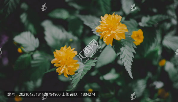 萬壽菊