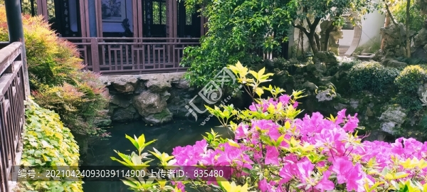 杜娟花