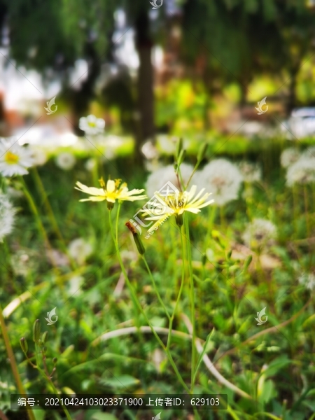苦菜花