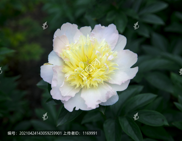 白牡丹