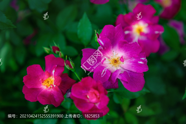 七姊妹