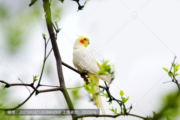 玄鳳鸚鵡雞尾鸚鵡卡美鸚鵡