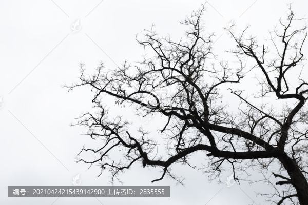 天空與樹枝