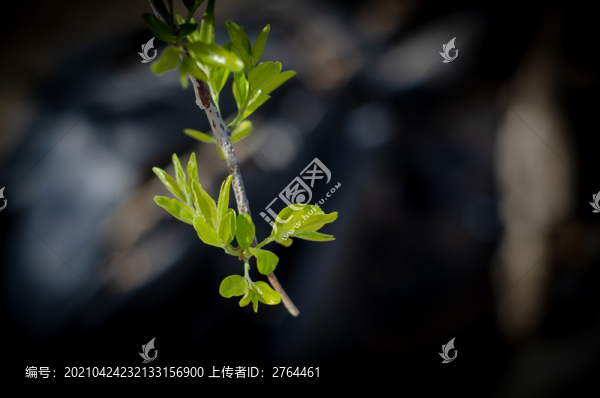 剛發(fā)芽的紅棗葉子