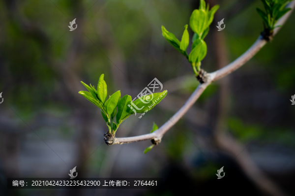 剛發(fā)芽的棗樹葉子