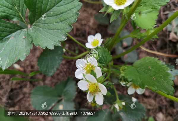 草莓花