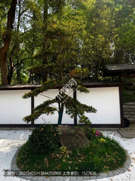 羅漢松