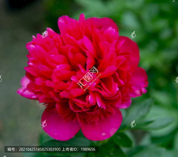 紅芍藥