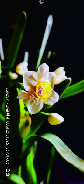 蘭花