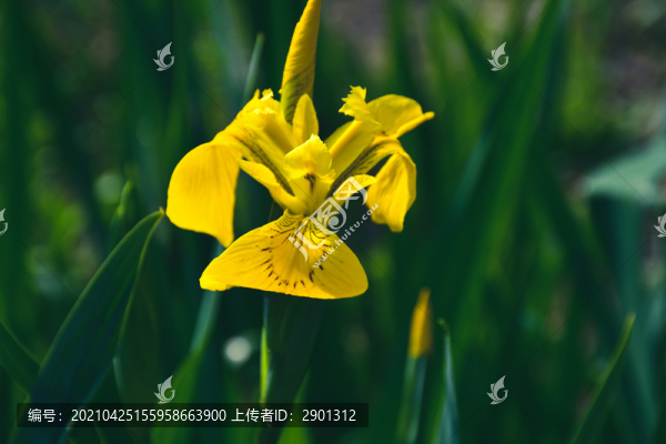 黃鳶尾花特寫