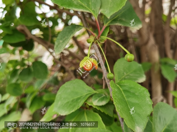五味子花