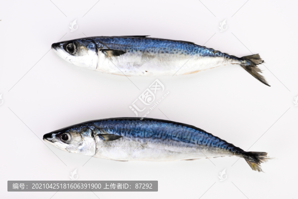 鲅魚藍(lán)點馬鮫