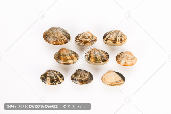 蛤蜊
