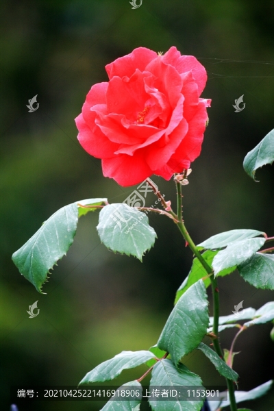 月季花