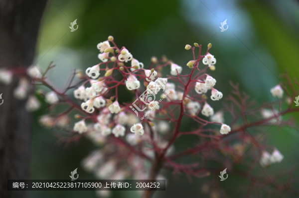 白色蘋婆花