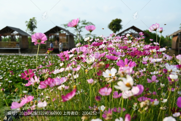 格?；? title=