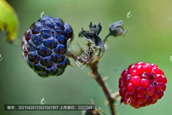 覆盆子
