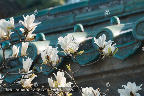 北京天壇公園齋宮建筑和春天鮮花
