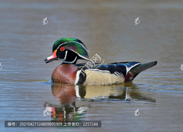 鴛鴦鳥(niǎo)