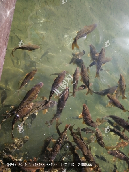 湖里魚群