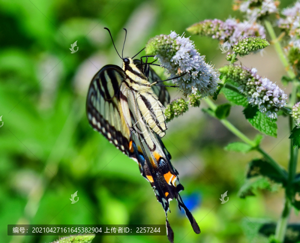 金鳳蝶與鮮花