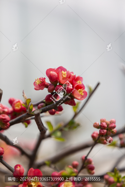 春天盛開(kāi)的海棠花