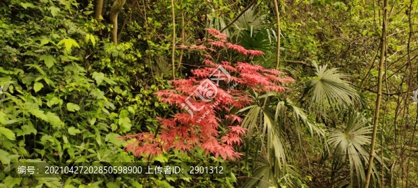 紅松紅葉