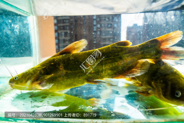 昂刺魚(yú)