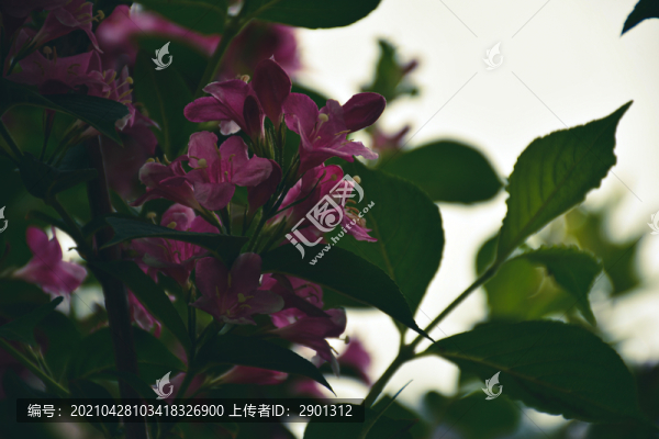 杜娟花