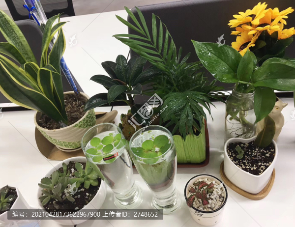 綠色植物盆栽