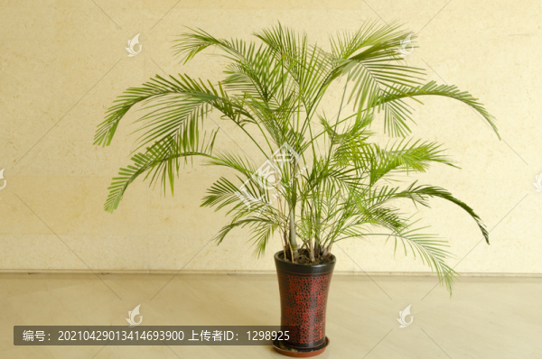 散尾葵盆栽