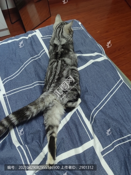 寵物貓