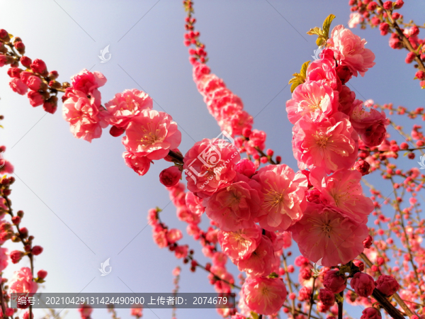 榆葉梅