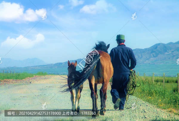 甘肅軍馬