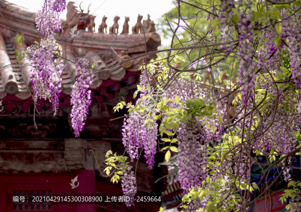 古建筑里的紫藤花