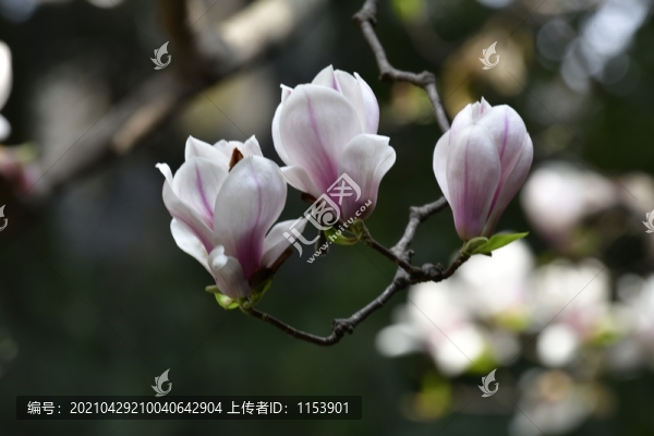 玉蘭花