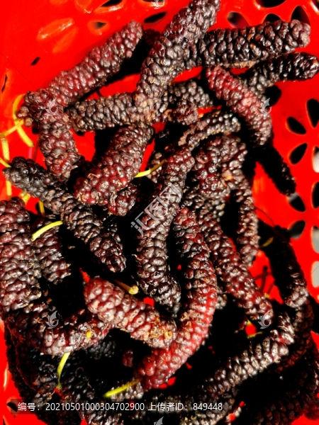 臺灣長桑果