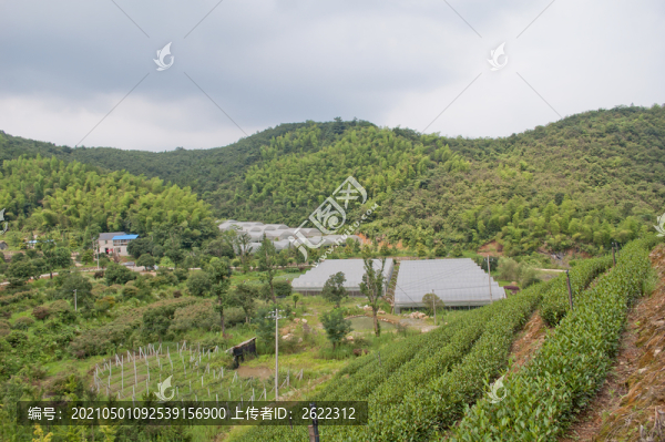 山里的種植基地