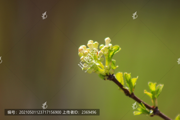 櫻桃花