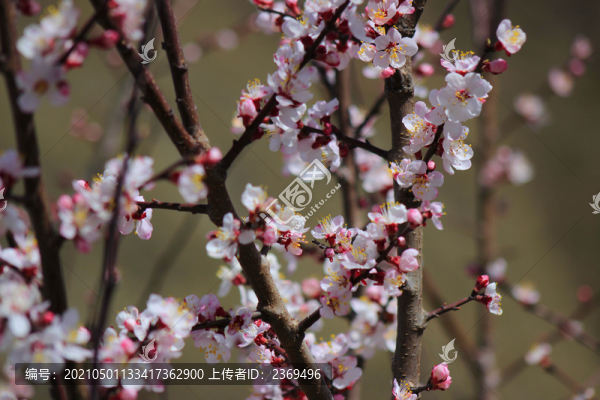 櫻桃花
