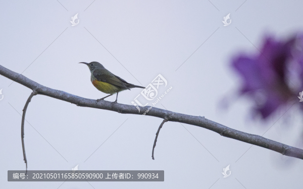 小鳥(niǎo)