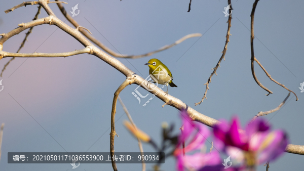 花鳥(niǎo)圖