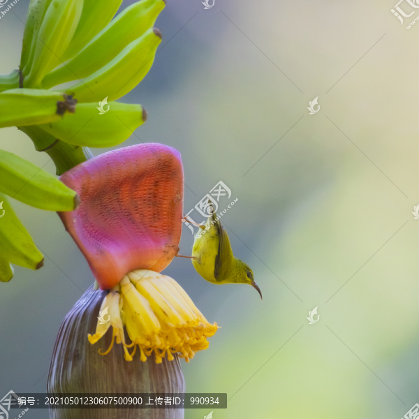 芭蕉上太陽(yáng)鳥(niǎo)