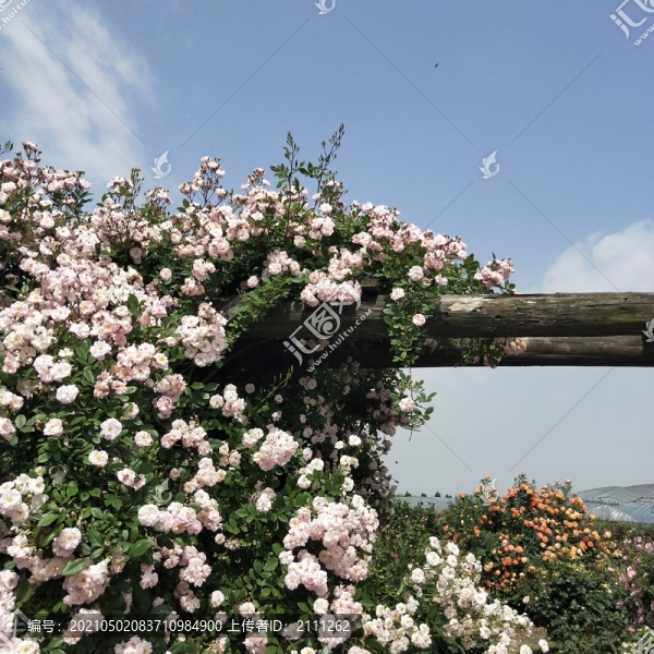 薔薇