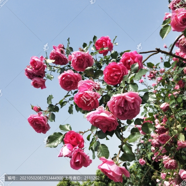 薔薇