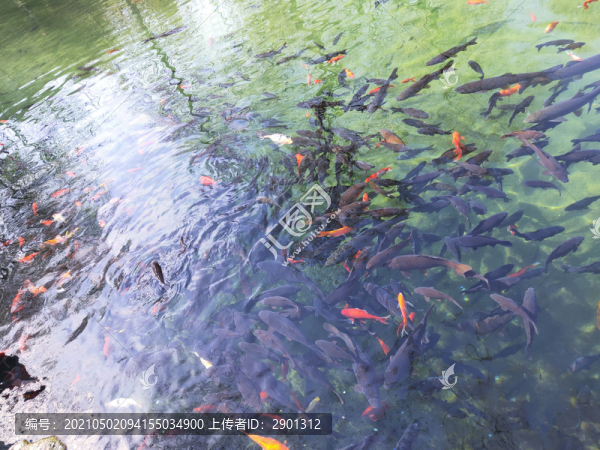 錦鯉池塘漂亮紅鯉魚