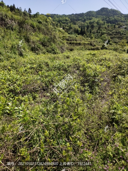 莓茶